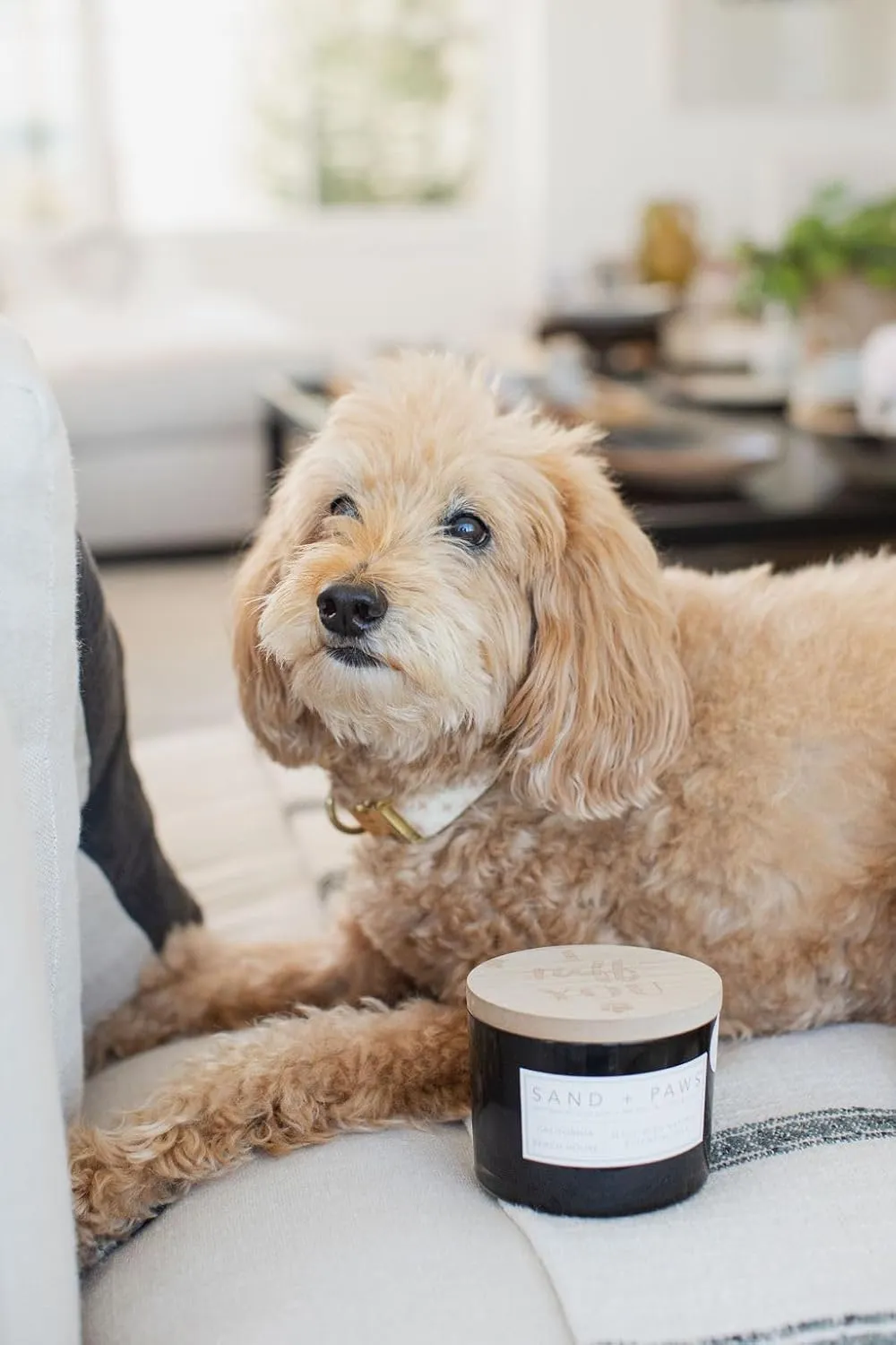 Sand   Paws Scented Candle - California Beach House–Luxurious Air Freshening Jar Candles Neutralize pet Odors and Enhance Home décor – 100% Cotton Lead-Free Wicks - 12oz