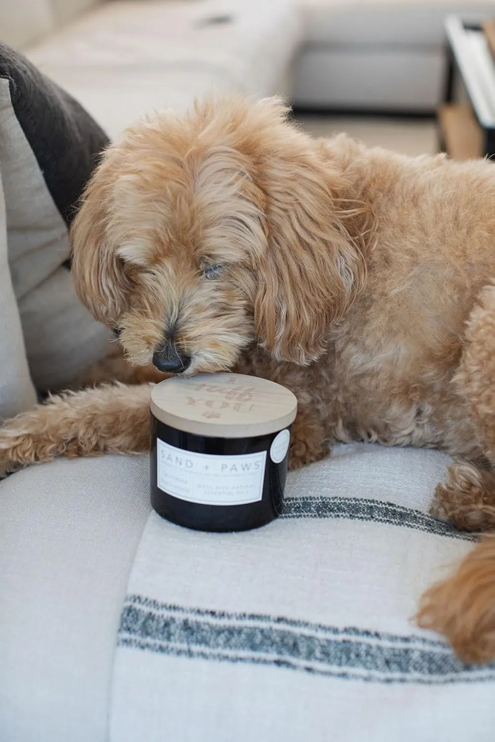 Sand   Paws Scented Candle - California Beach House–Luxurious Air Freshening Jar Candles Neutralize pet Odors and Enhance Home décor – 100% Cotton Lead-Free Wicks - 12oz
